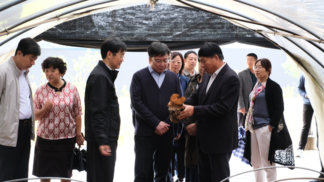 16，國(guó)家民盟中央副主席，上海市副市長(zhǎng)陳群（中）2020年9月12日視察飛機(jī)場(chǎng)種植基地.jpg